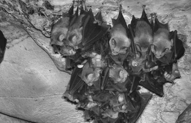 Bosch unleashes the Batcam